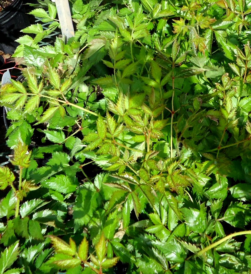 Astilbe plants growing in NJ in April