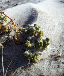 Atriplex hollowayi 3216292