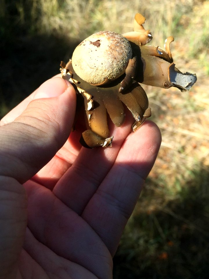 Astraeus hygrometricus 28514166
