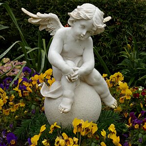 Sitting cemetery pansy