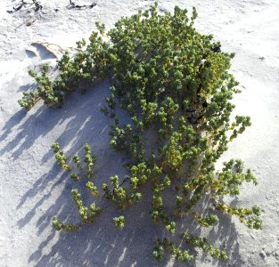 Atriplex hollowayi 3212890