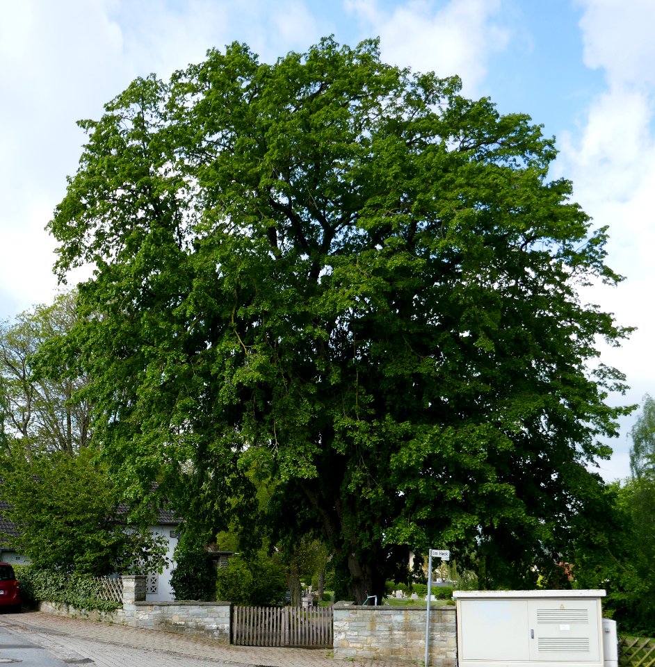 Atteln - Linde auf dem Friedhof - 1