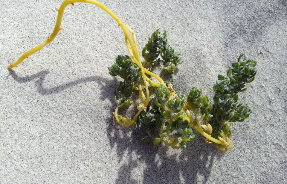 Atriplex hollowayi 3212887
