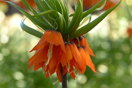 Liliaceae flower orange photo