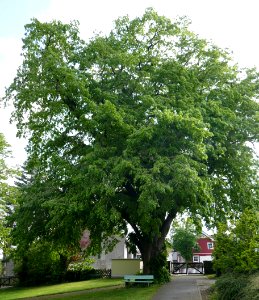 Atteln - Linde auf dem Friedhof - 2