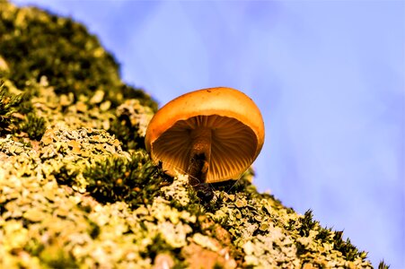 Fungus on tree toxic nature