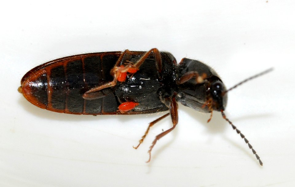 Athous-vittatus-03-fws