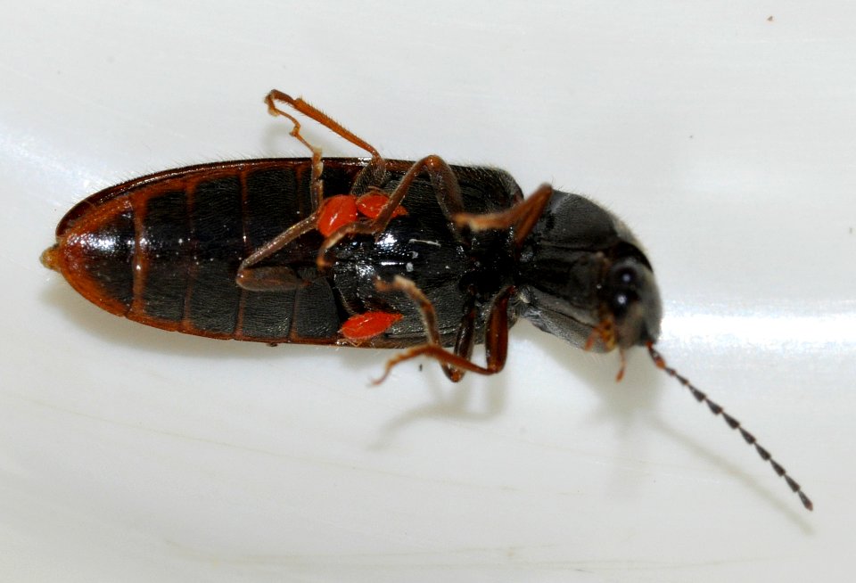 Athous-vittatus-02-fws