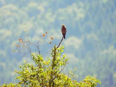 Attenloher Filzen, Turmfalke