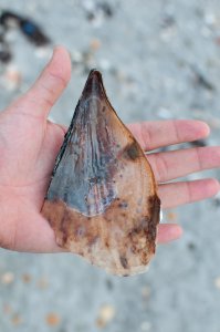 Atrina seminuda (Lamarck, 1819) inner