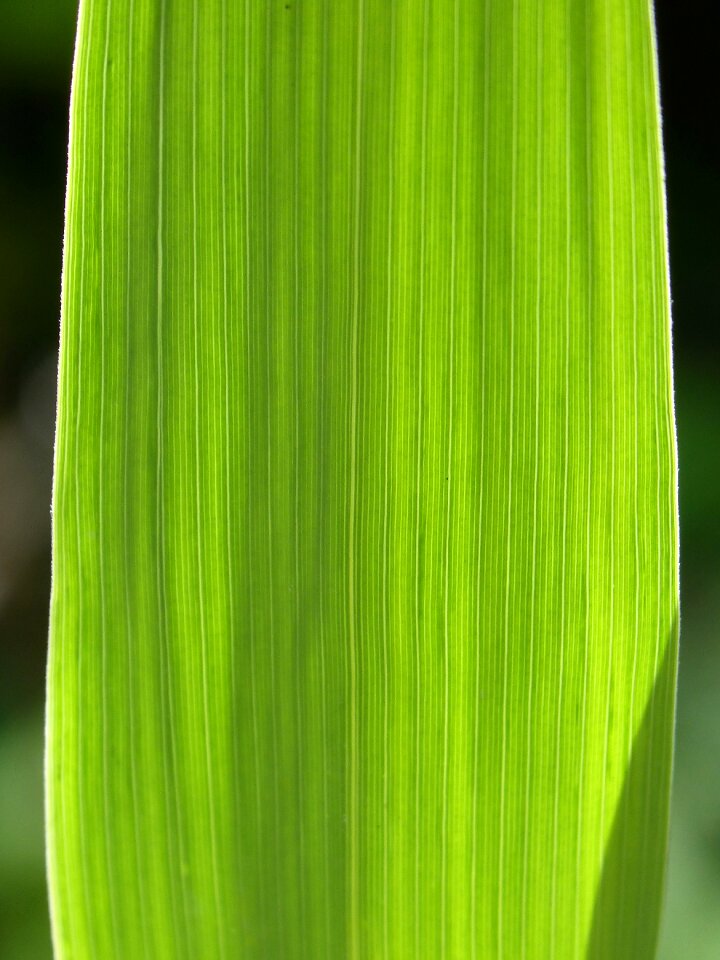 Background texture backlight