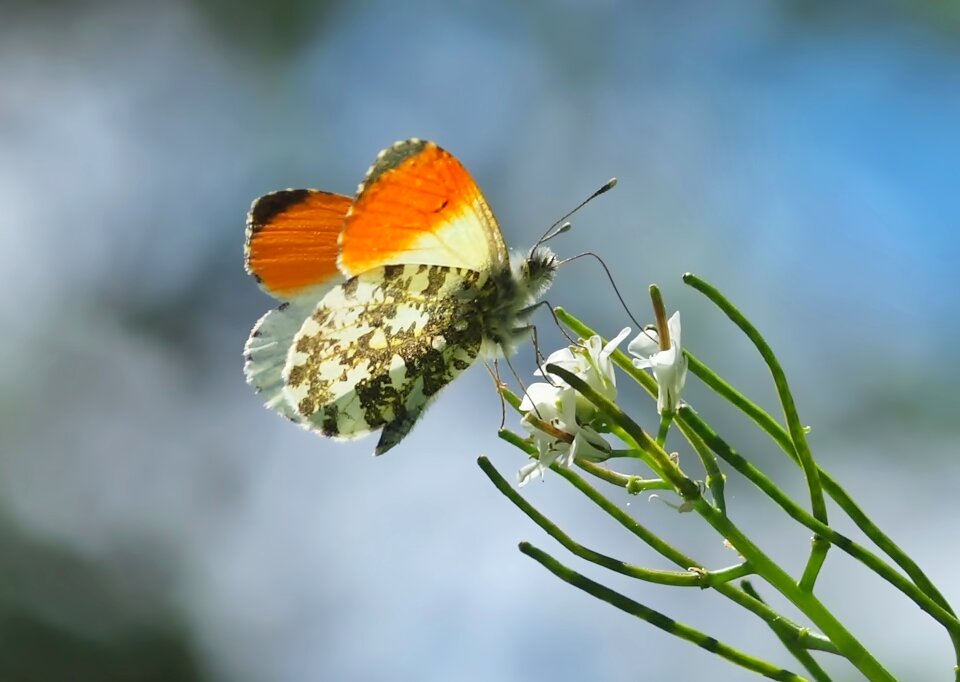 Butterflies anthocharis cardamines close up