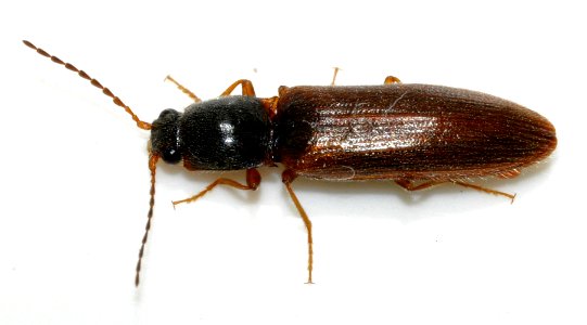 Athous-subfuscus-04-fws