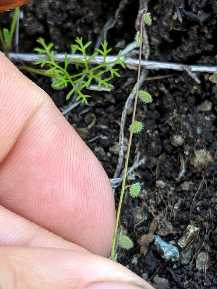 Athysanus pusillus 33773541