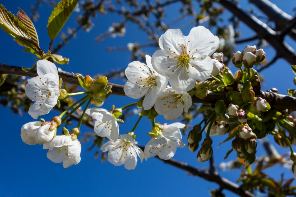 Spring cherry nature
