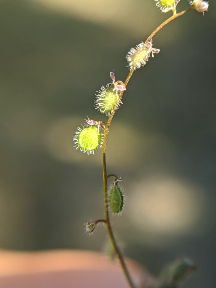 Athysanus pusillus 62349057