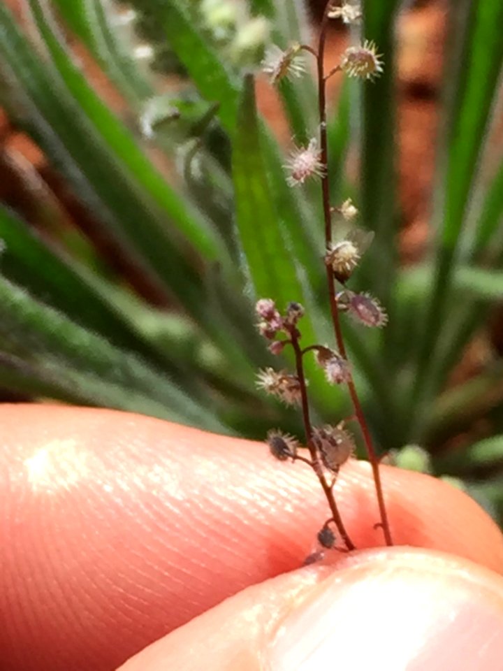 Athysanus pusillus 3544168