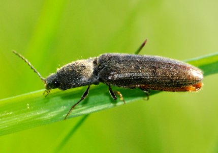 Athous-haemorrhoidalis-05-fws