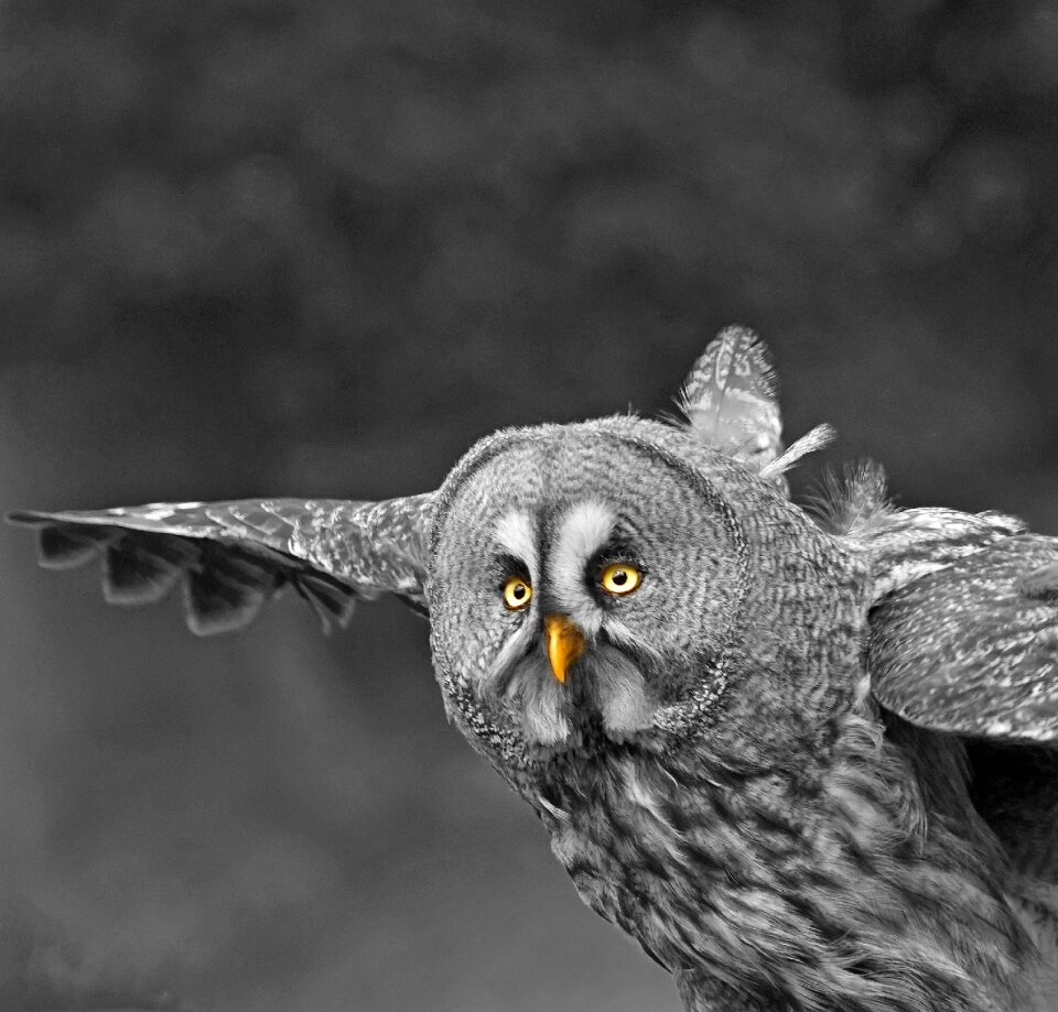 Bill raptor bird of prey