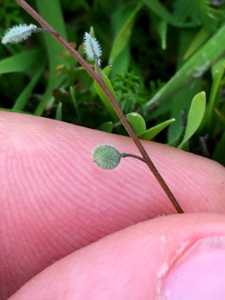 Athysanus pusillus 3078097