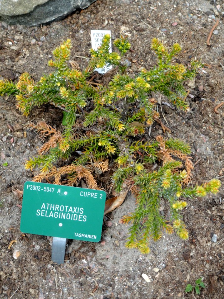 Athrotaxis selaginoides - Copenhagen Botanical Garden - DSC07343