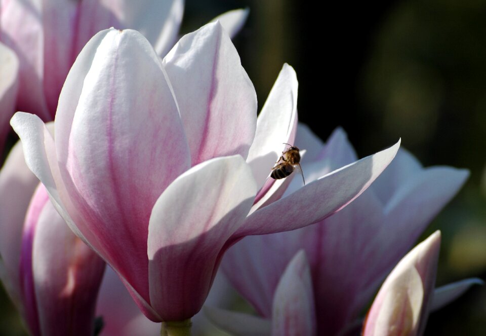 Flora fauna flower