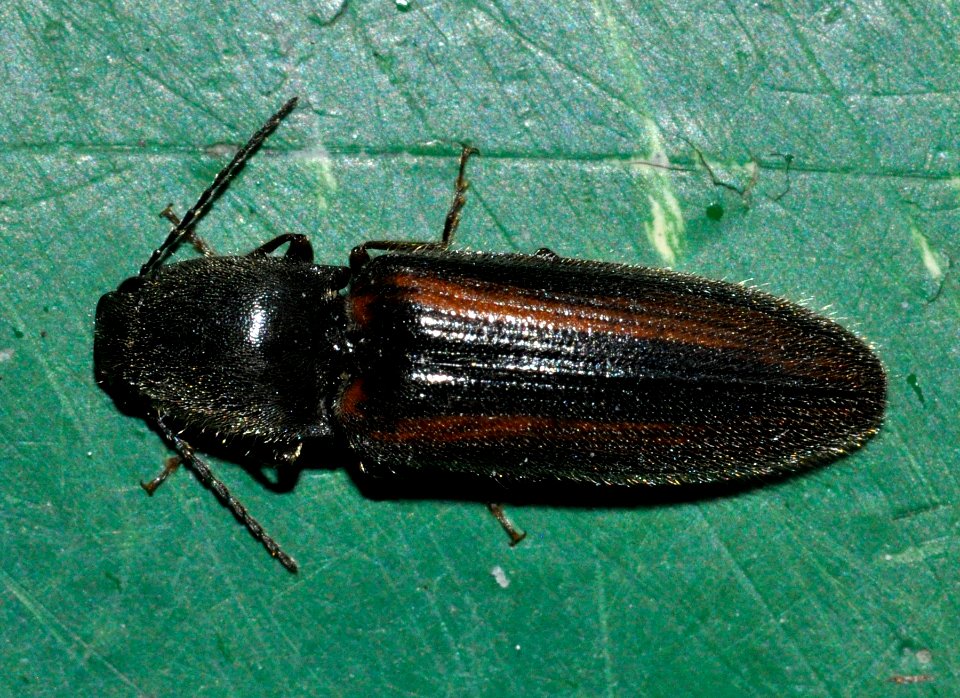Athous-vittatus-04-fws
