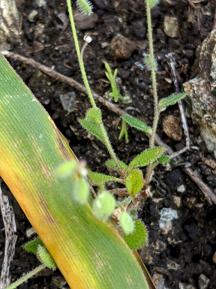 Athysanus pusillus 33773594