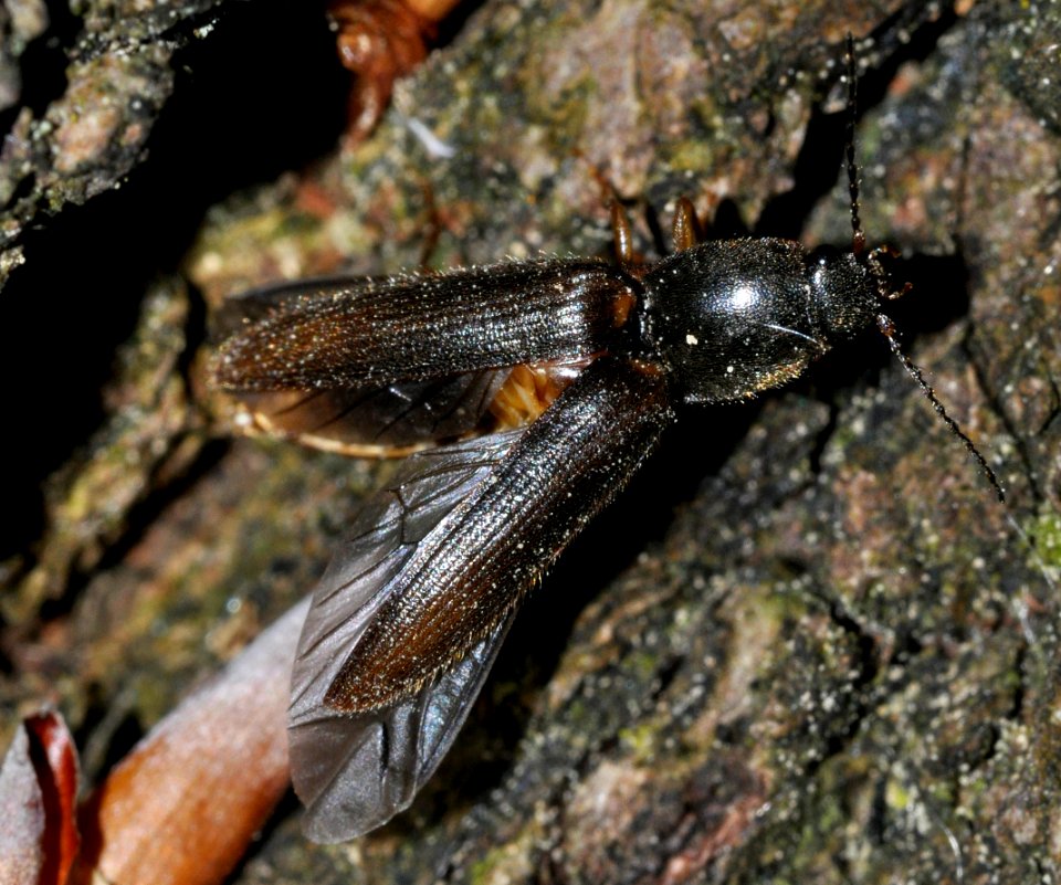 Athous-vittatus-08-fws