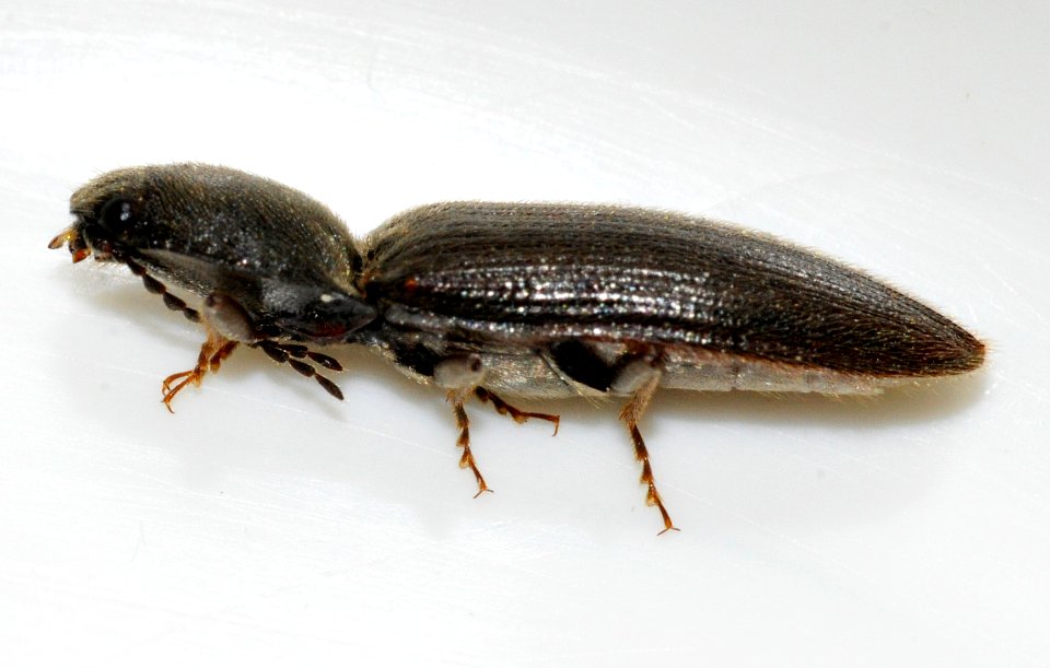 Athous-haemorrhoidalis-07-fws