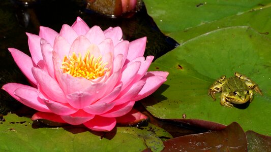 Bloom pink water lily lake rose photo