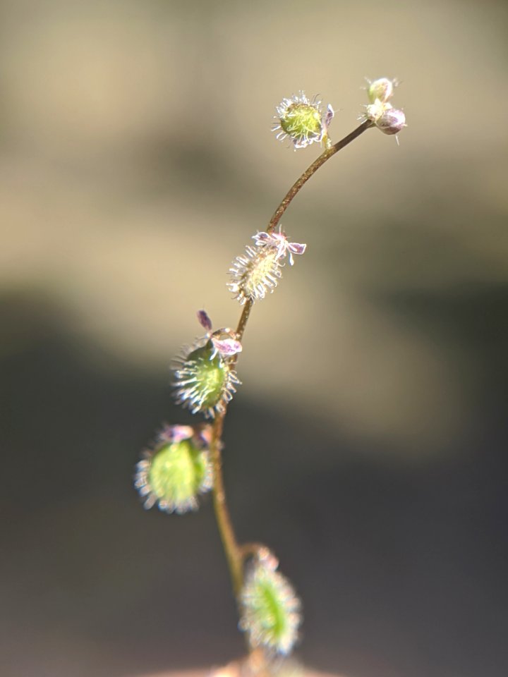 Athysanus pusillus 62349062