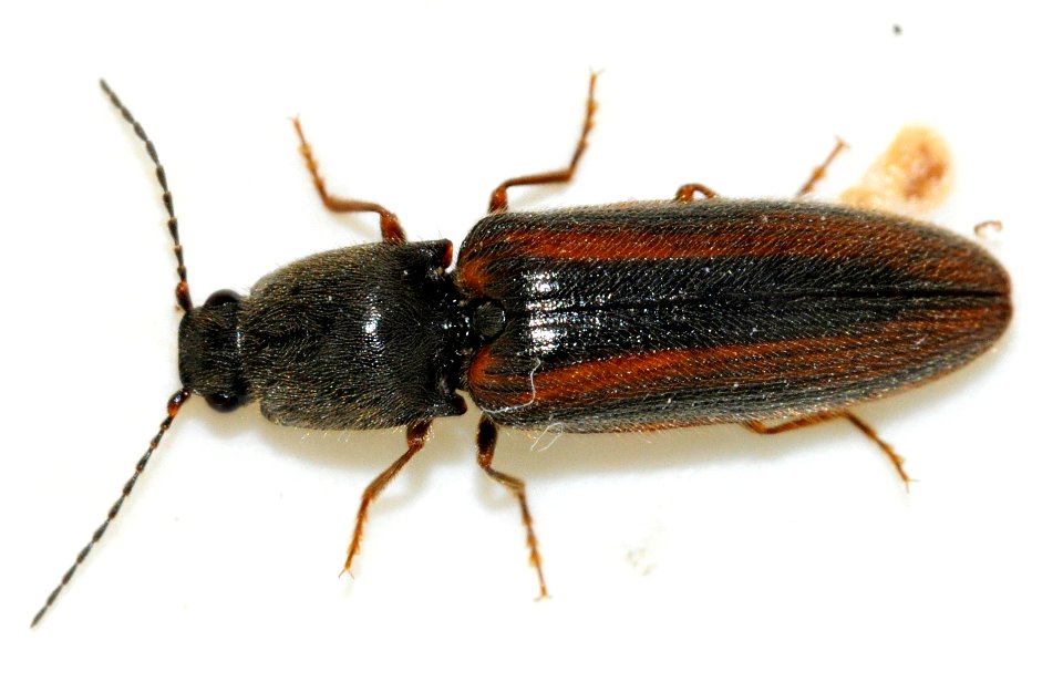 Athous-vittatus-01-fws