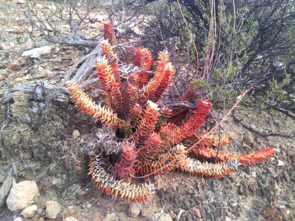 Astroloba corrugata - Montagu 8