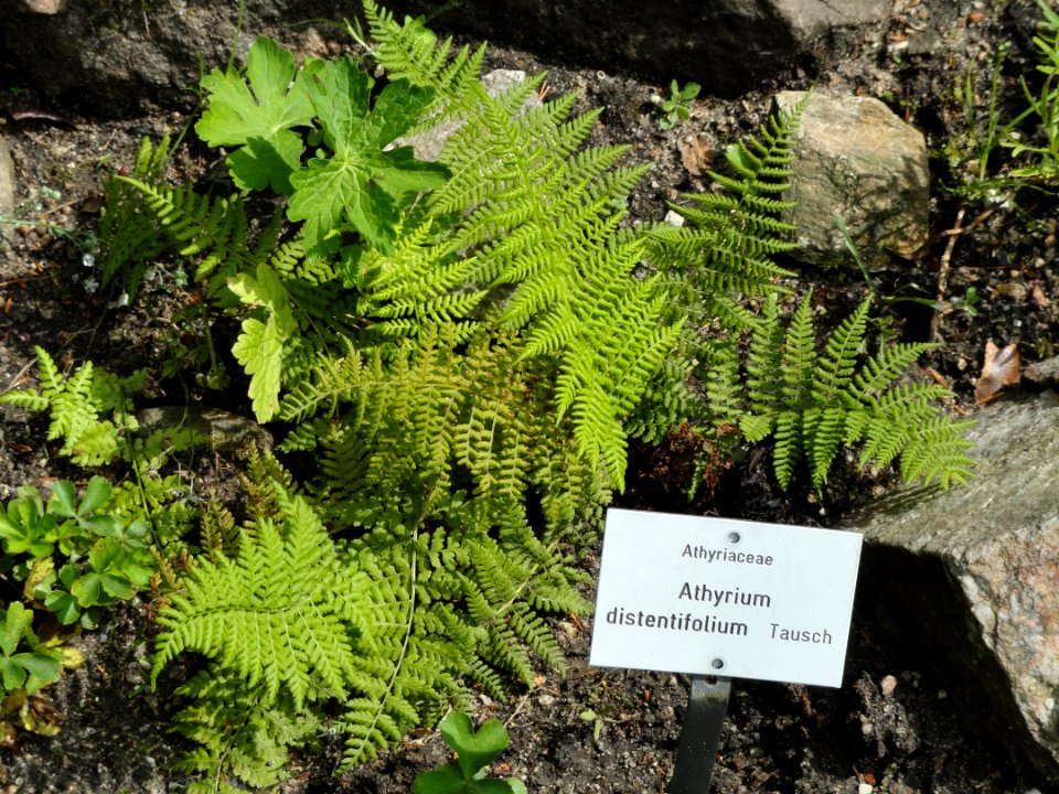 Athyrium alpestre - Botanischer Garten, Frankfurt am Main - DSC02627