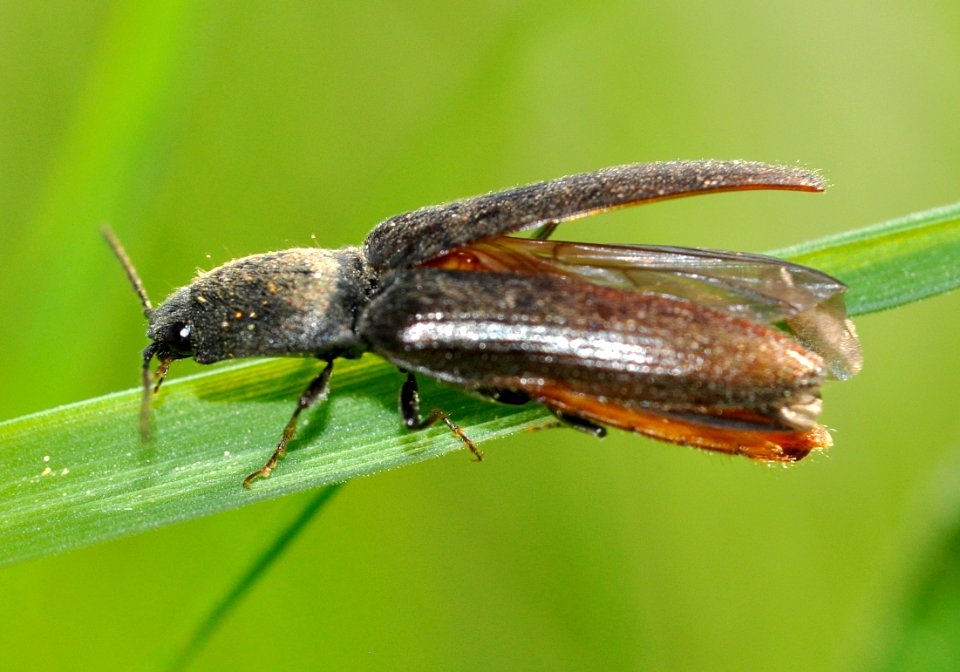 Athous-haemorrhoidalis-04-fws