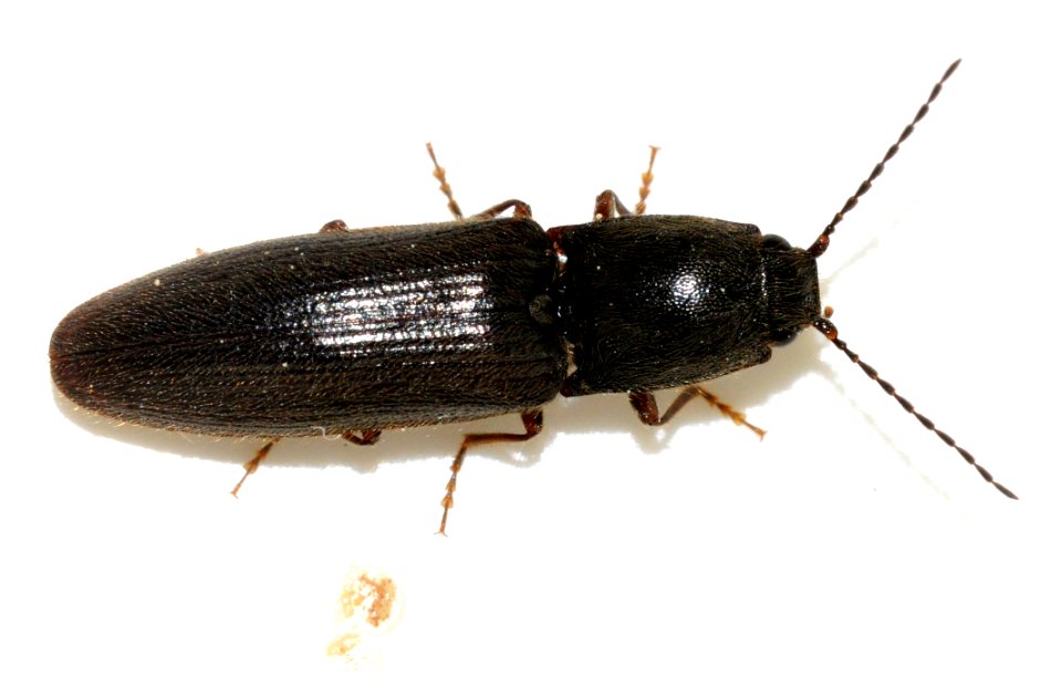 Athous-haemorrhoidalis-08-fws