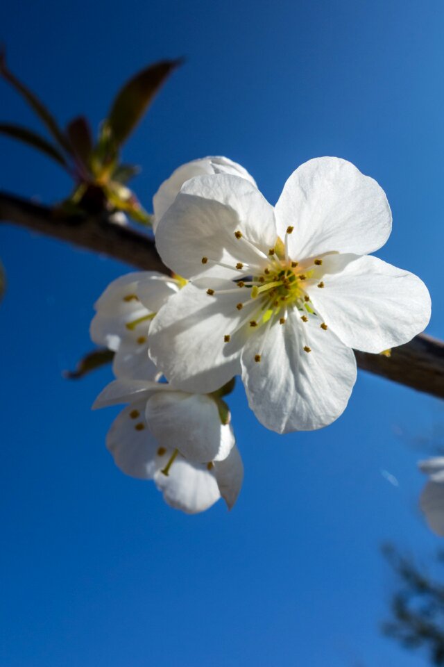 Spring cherry blossoms cherry