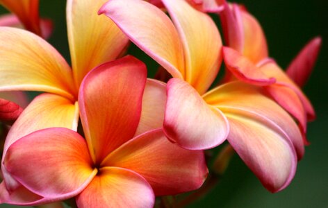 Floral exotic hawaiian photo