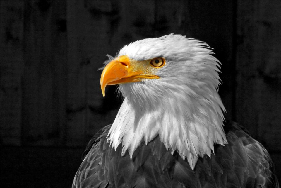 Bill raptor bird of prey photo