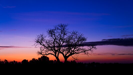 Sunrise tree sky photo