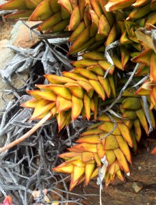 Astroloba bullulata-pentagona intermediate
