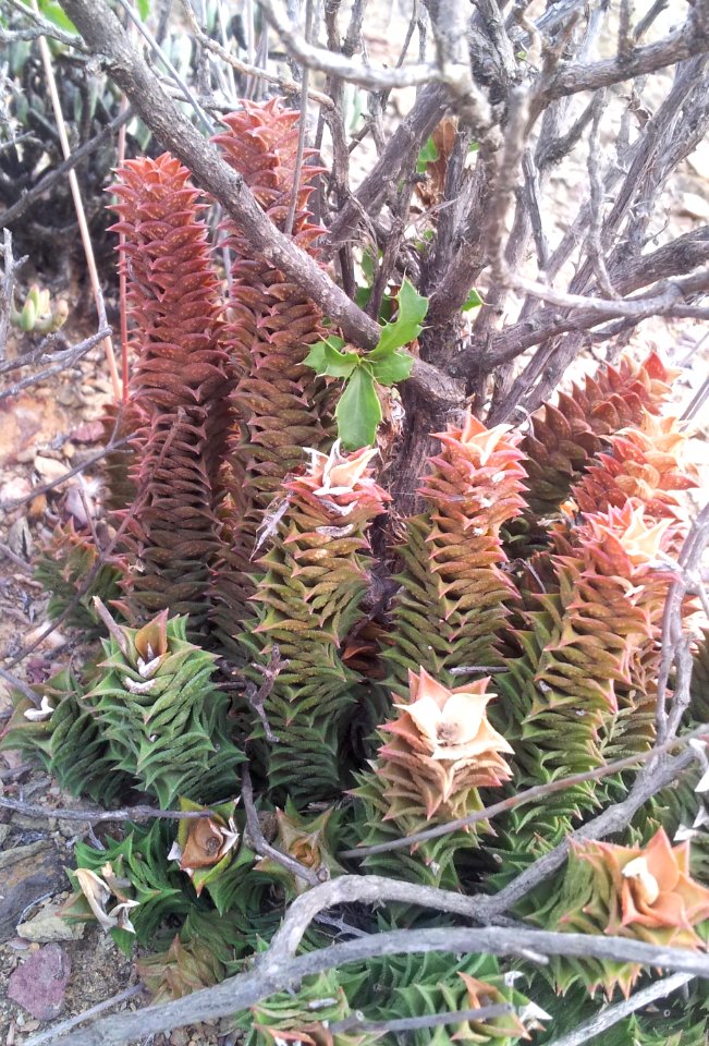 Astroloba corrugata - Montagu 1
