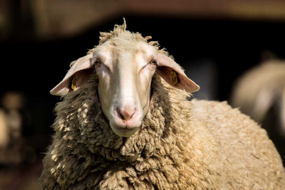 Animals agriculture sheepskin