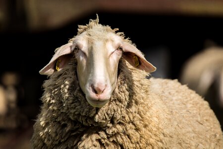 Animals agriculture sheepskin