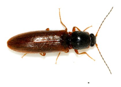 Athous-subfuscus-06-fws