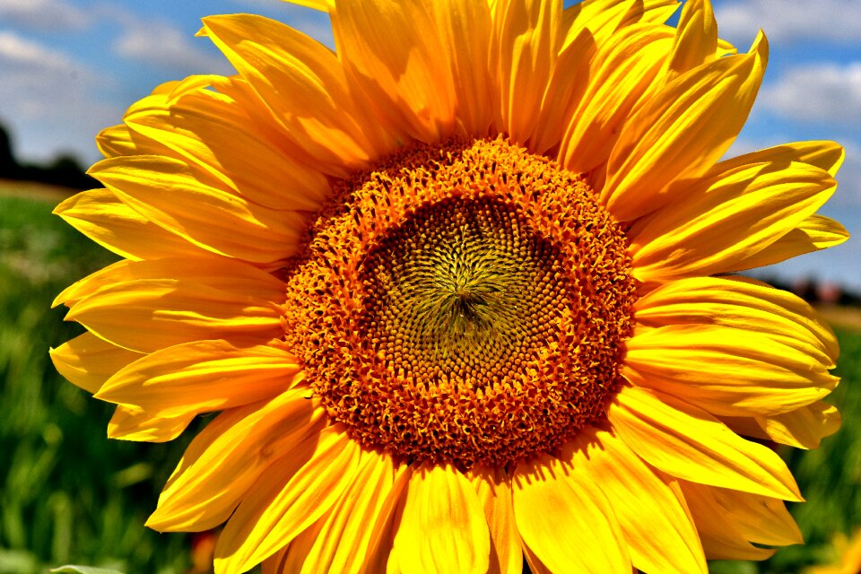Blossom bloom yellow
