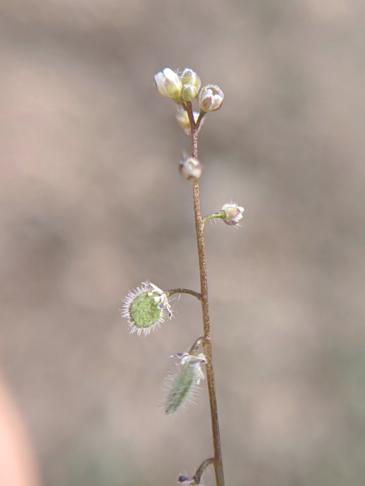 Athysanus pusillus 62349068