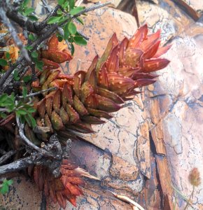 Astroloba bullulata-pentagona intermediate 2