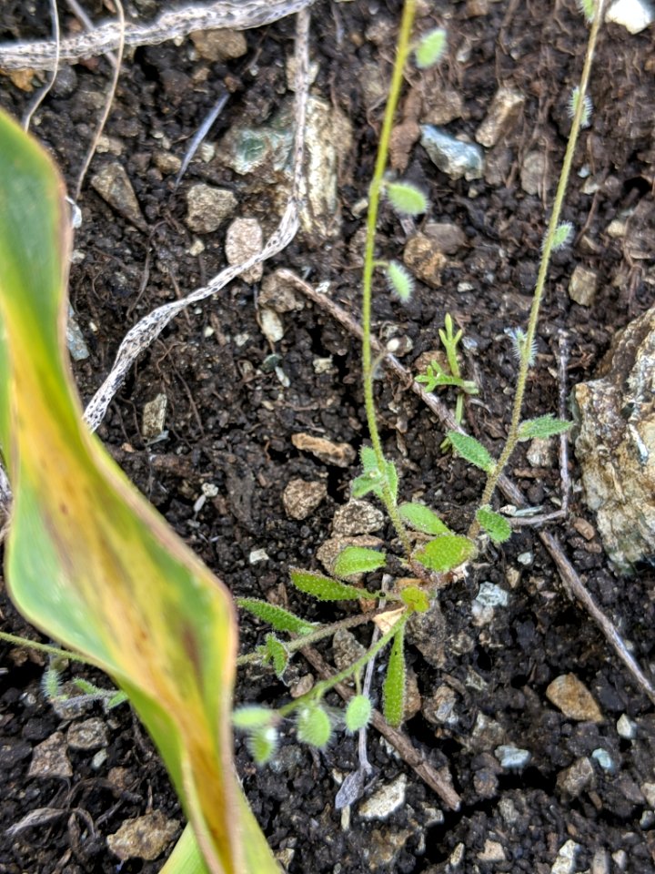Athysanus pusillus 33773626
